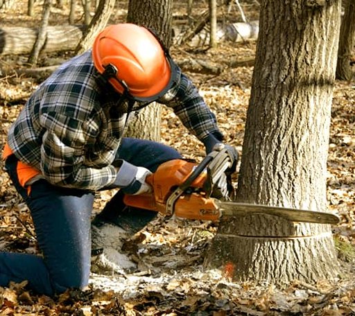 Tree Removal in Pattonville, TX
